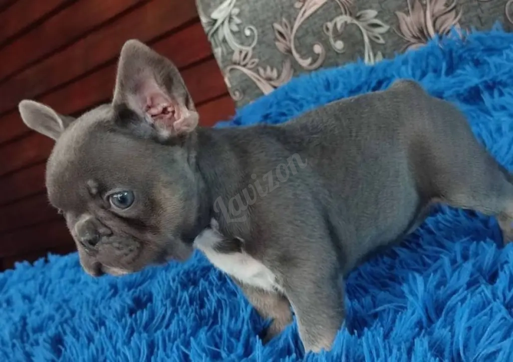 французский бульдог