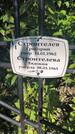 Захоронение ID 3574300