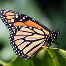 Виртуальный цветок