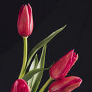 Виртуальный цветок