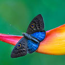 Виртуальный цветок