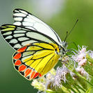 Виртуальный цветок