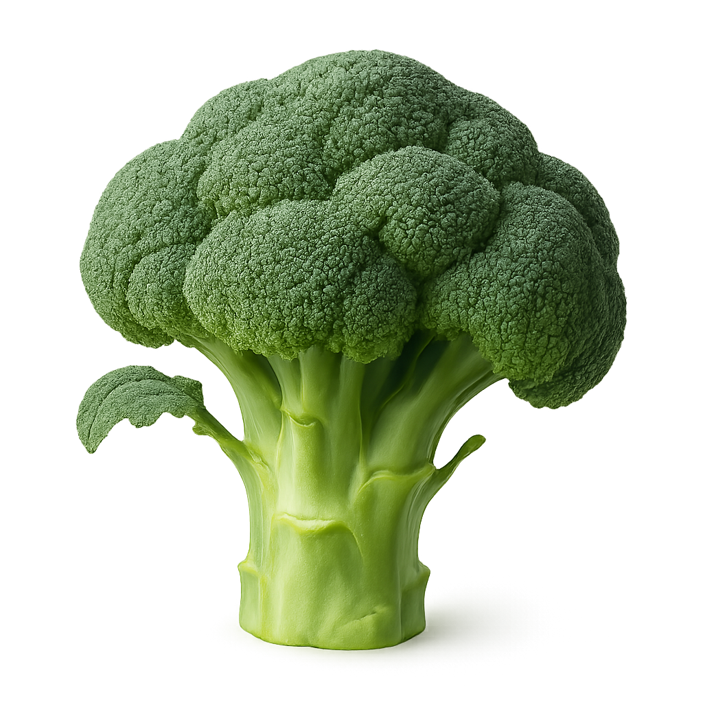 Fresh green broccoli head with stalk isolated on transparent background