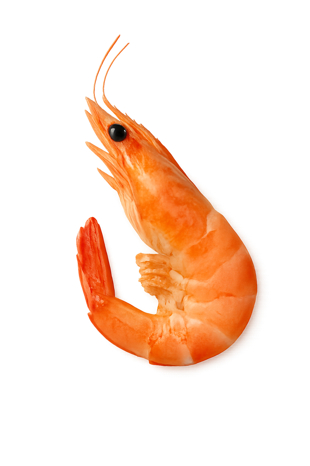 Cooked shrimp isolated on transparent background