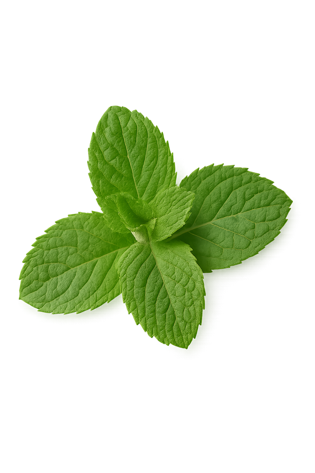 Fresh mint leaves isolated on transparent background