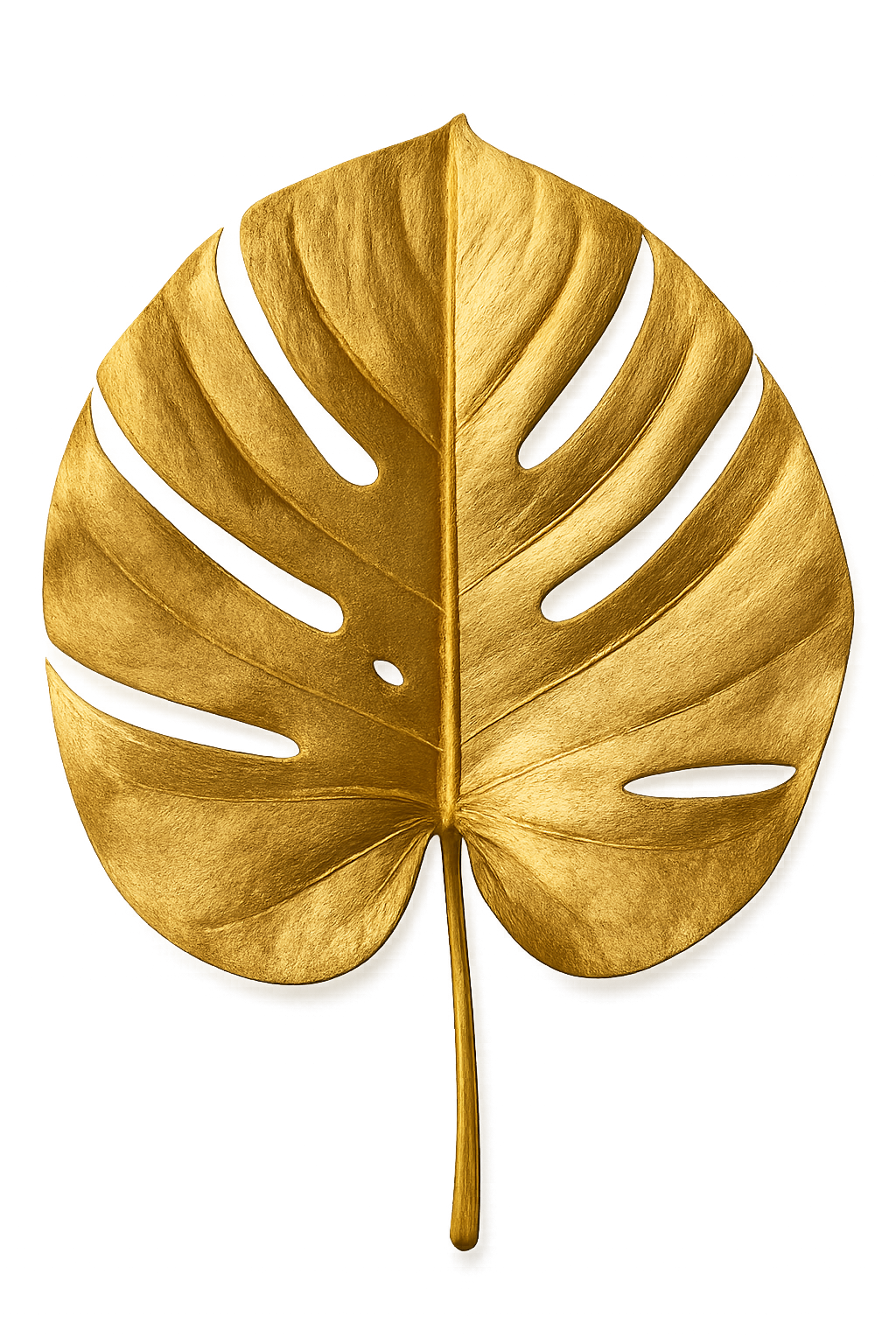 Golden monstera leaf viewed from above on transparent background