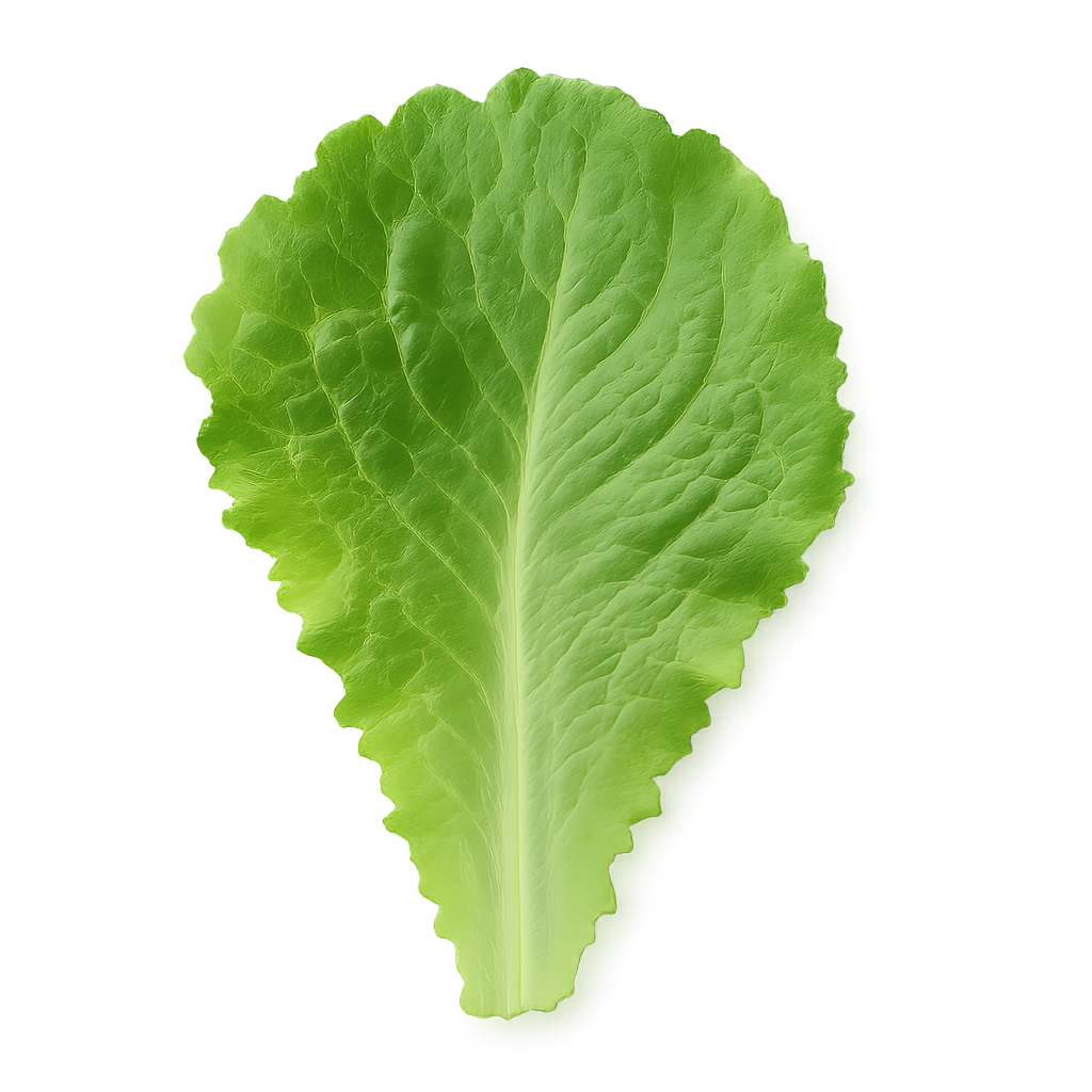 Fresh green lettuce leaf isolated on transparent background