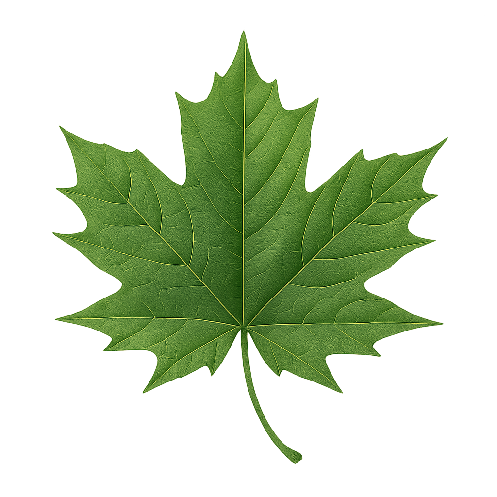Single maple leaf with detailed autumn colors