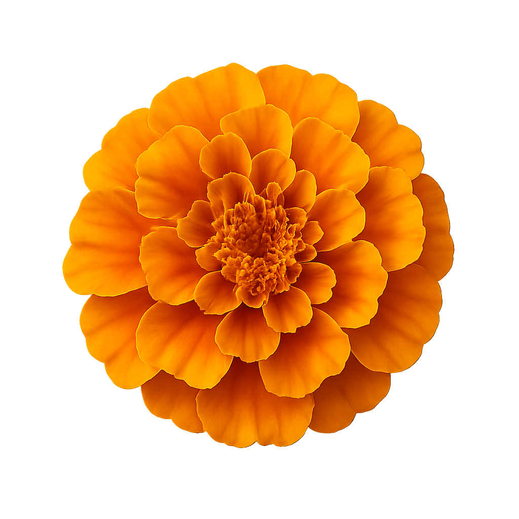 Top view of orange marigold flower on transparent background