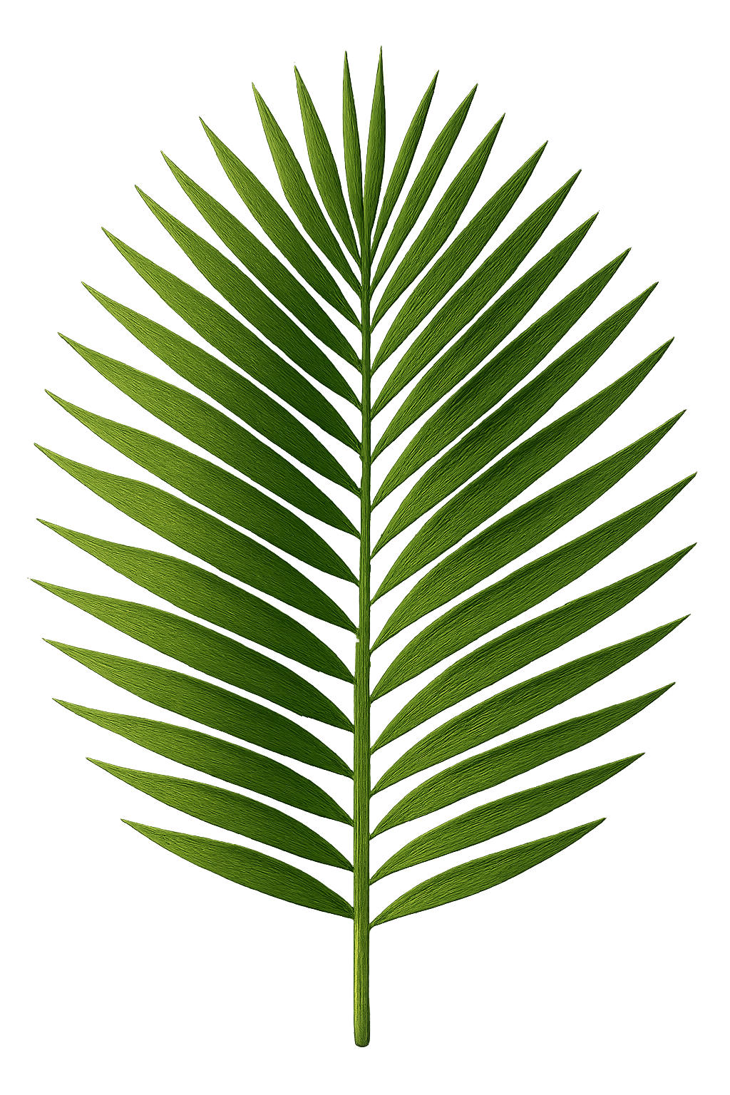 Top view of a realistic palm leaf isolated on transparent background