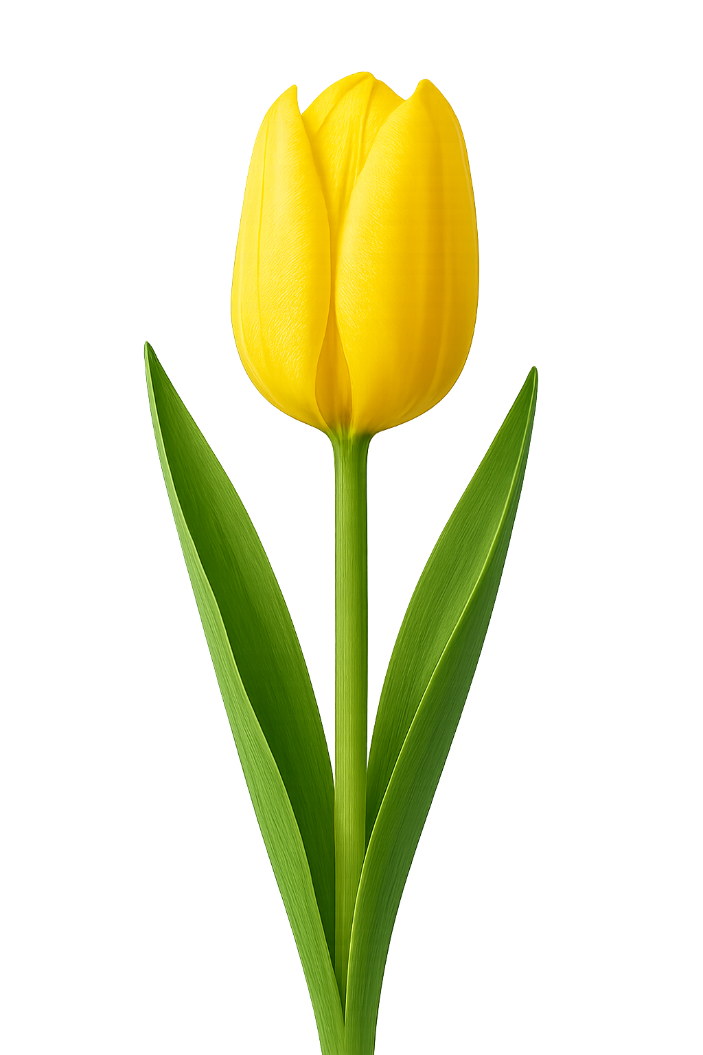 Una flor de tulipán amarillo sobre fondo transparente