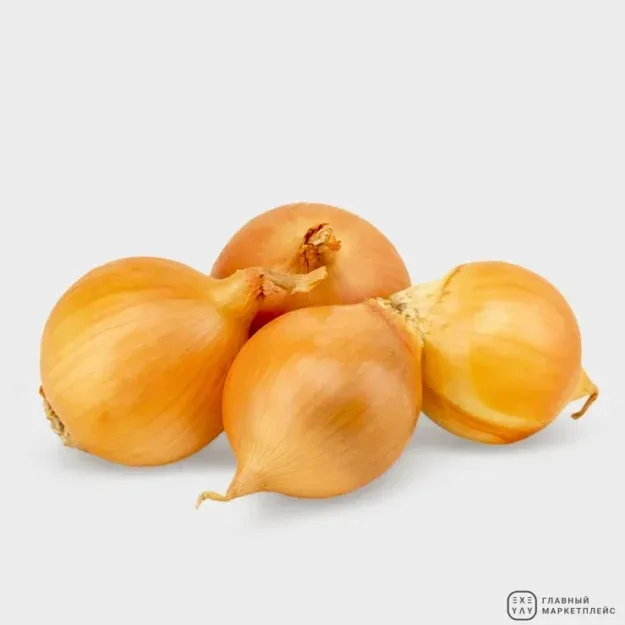 Лук репчатый
