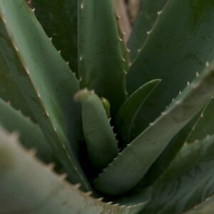 Aloe Drop увлажняющая сыворотка с живым экстрактом алоэ, 30 мл ()