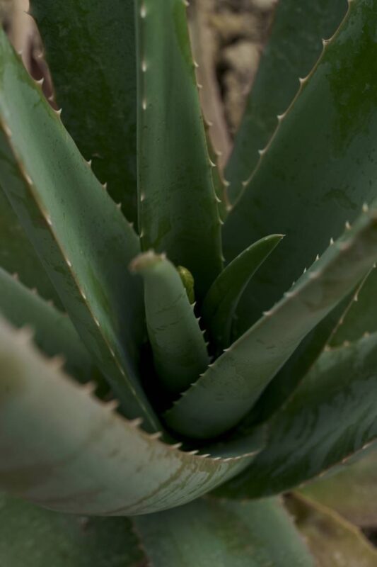 aloe drop увлажняющая — Aloe Drop увлажняющая сыворотка с живым экстрактом алоэ, 30 мл