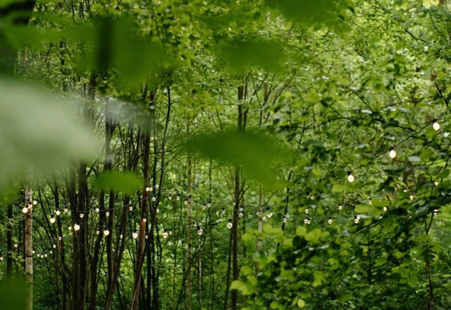 Лесная Роса / Forest Dew Выездная регистрация - фото 4