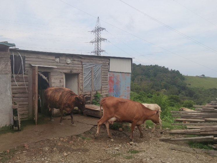 ФОТО: ПРЕСС-СЛУЖБА АДМИНИСТРАЦИИ СОЧИ