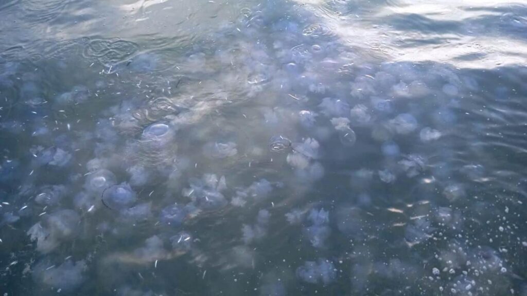 В Азовском море опробуют экспериментальный метод борьбы с медузами