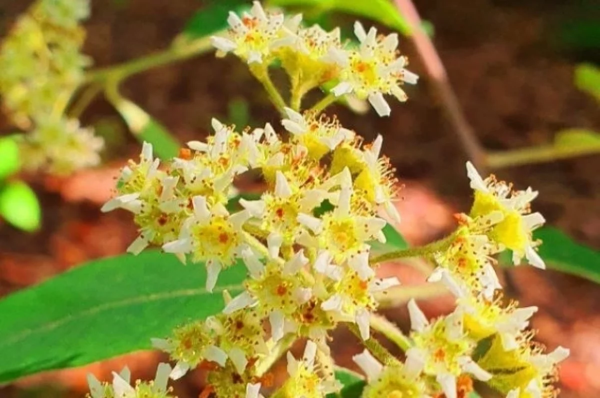 Фото: Парк «Южные культуры»