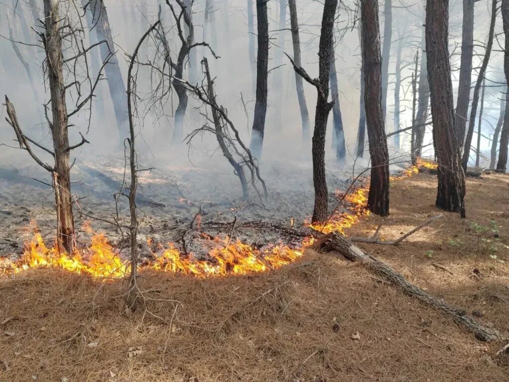 В районе Дюрсо и Сукко на побережье Краснодарского края горел лес