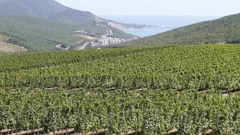 Виноградники