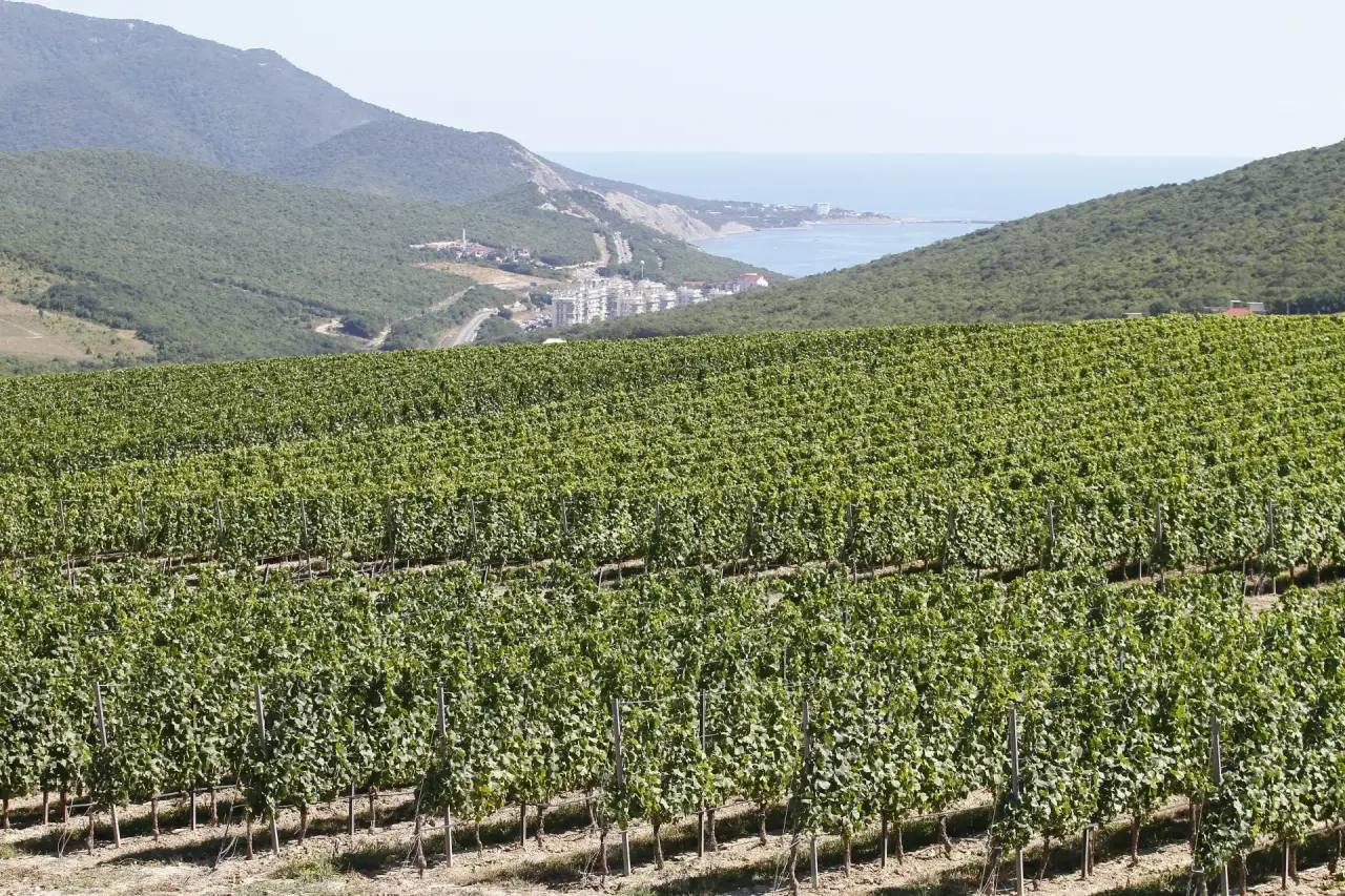 Виноградники