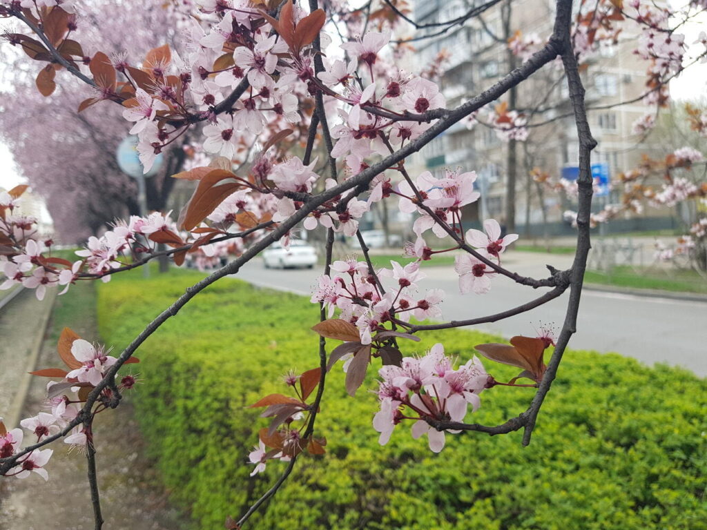 Антициклон принесёт на Кубань тёплую и сухую погоду