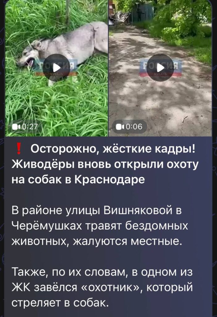 В краснодарских Черемушках нашли отравленных собак, полиция проводит проверку