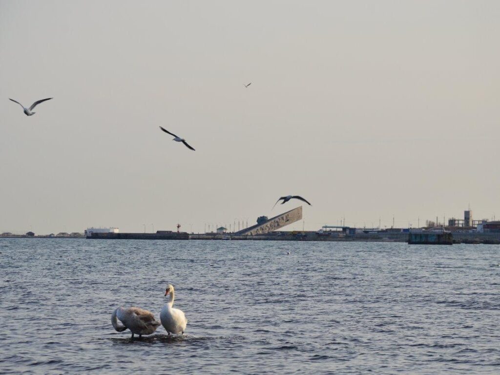 Прокуратура организовала проверку обстоятельств отключения воды в Новороссийске
