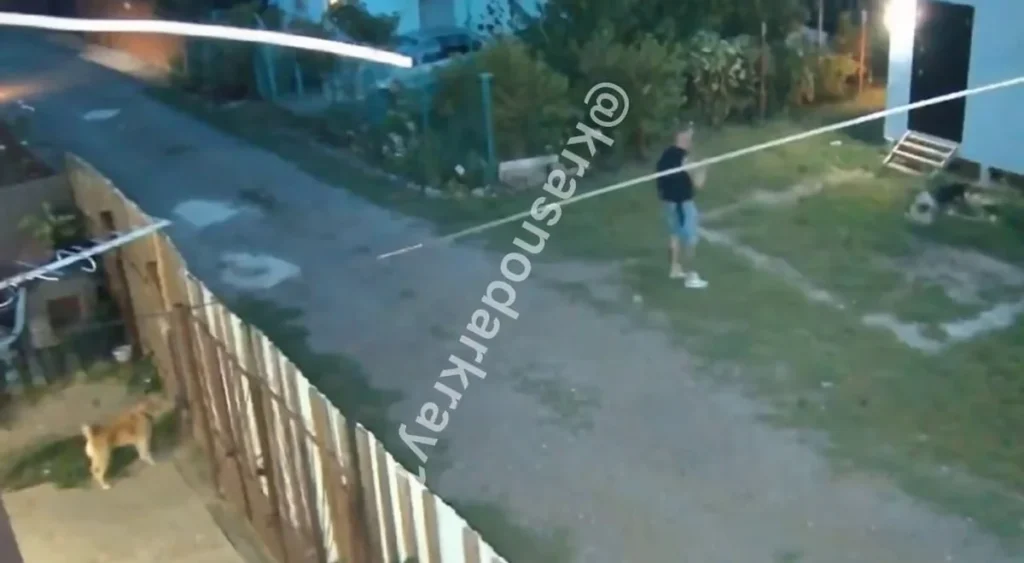 В Краснодаре стаффордширы загрызли соседскую собаку по приказу хозяина
