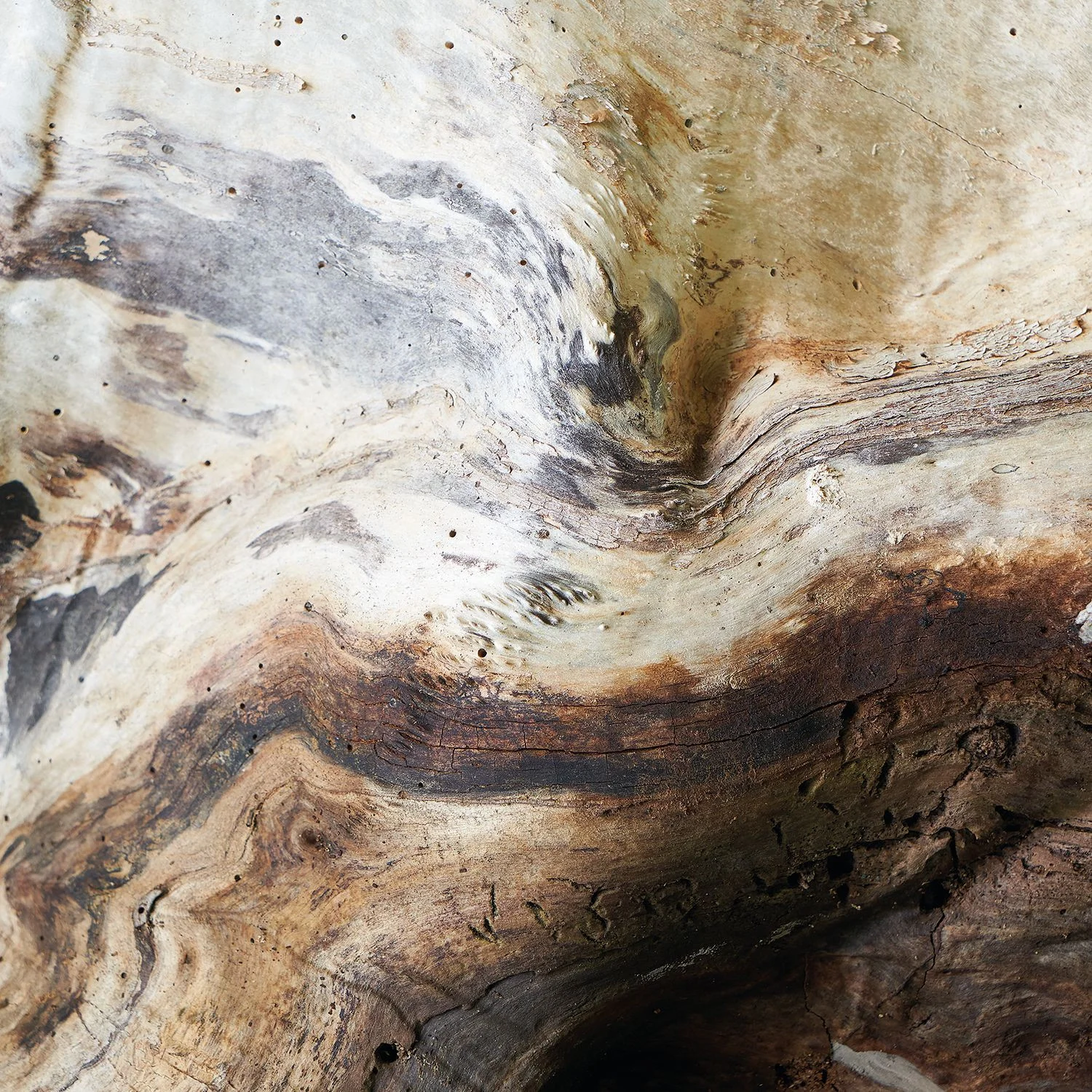 WOODS PANORAMIQUE SAULE Casadeco, BEAUTY FULL IMAGE 2 CAD