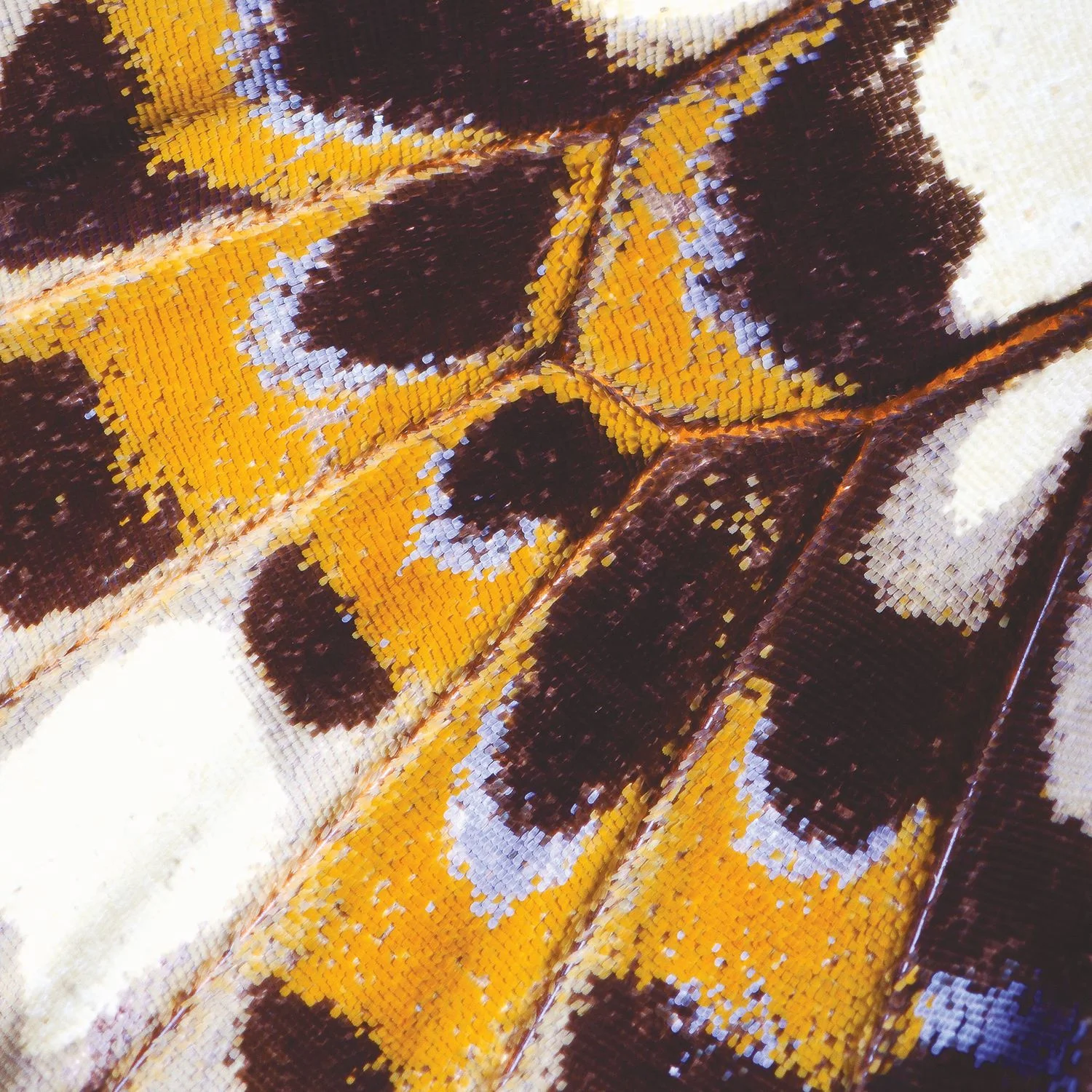 MARIPOSA_L Casadeco, NICARAGUA