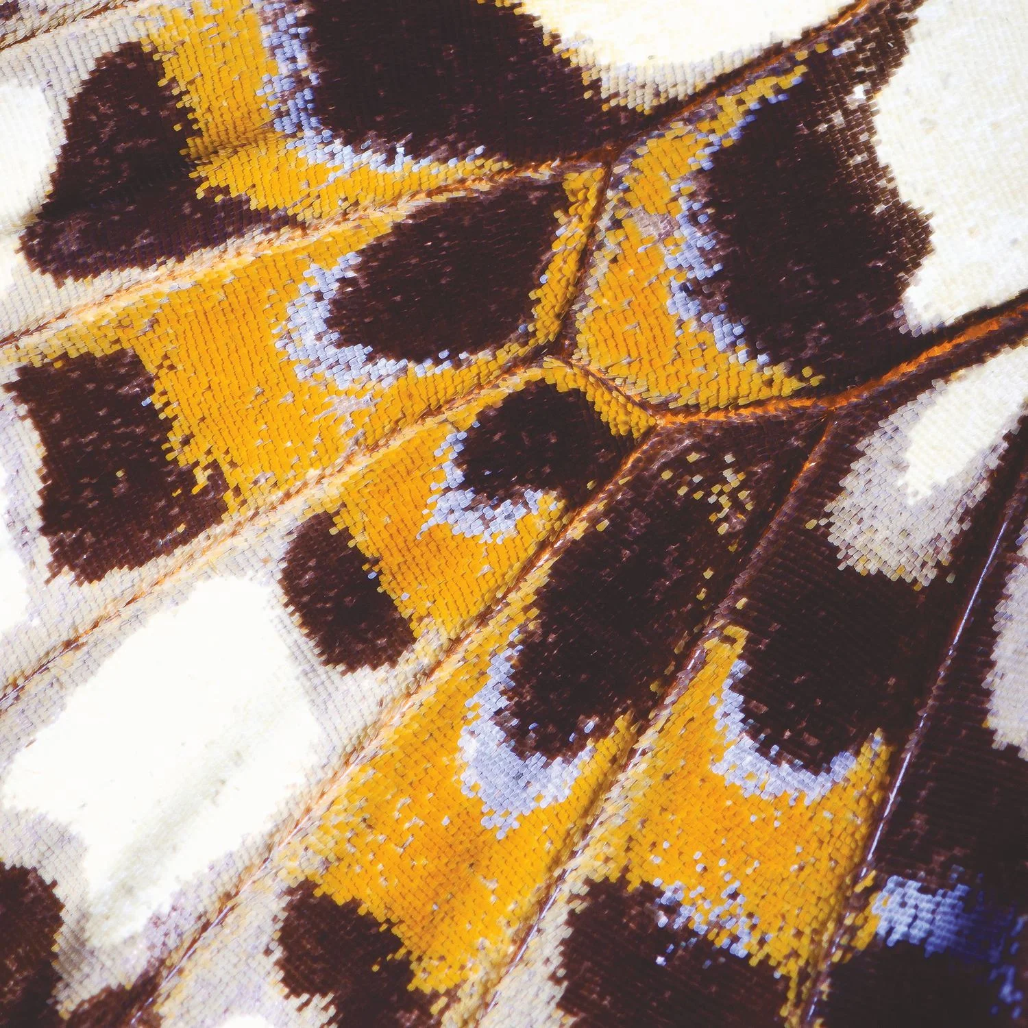 MARIPOSA_M Casadeco, NICARAGUA