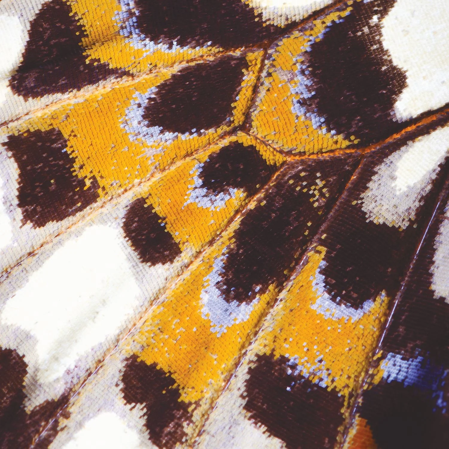 MARIPOSA_S Casadeco, NICARAGUA