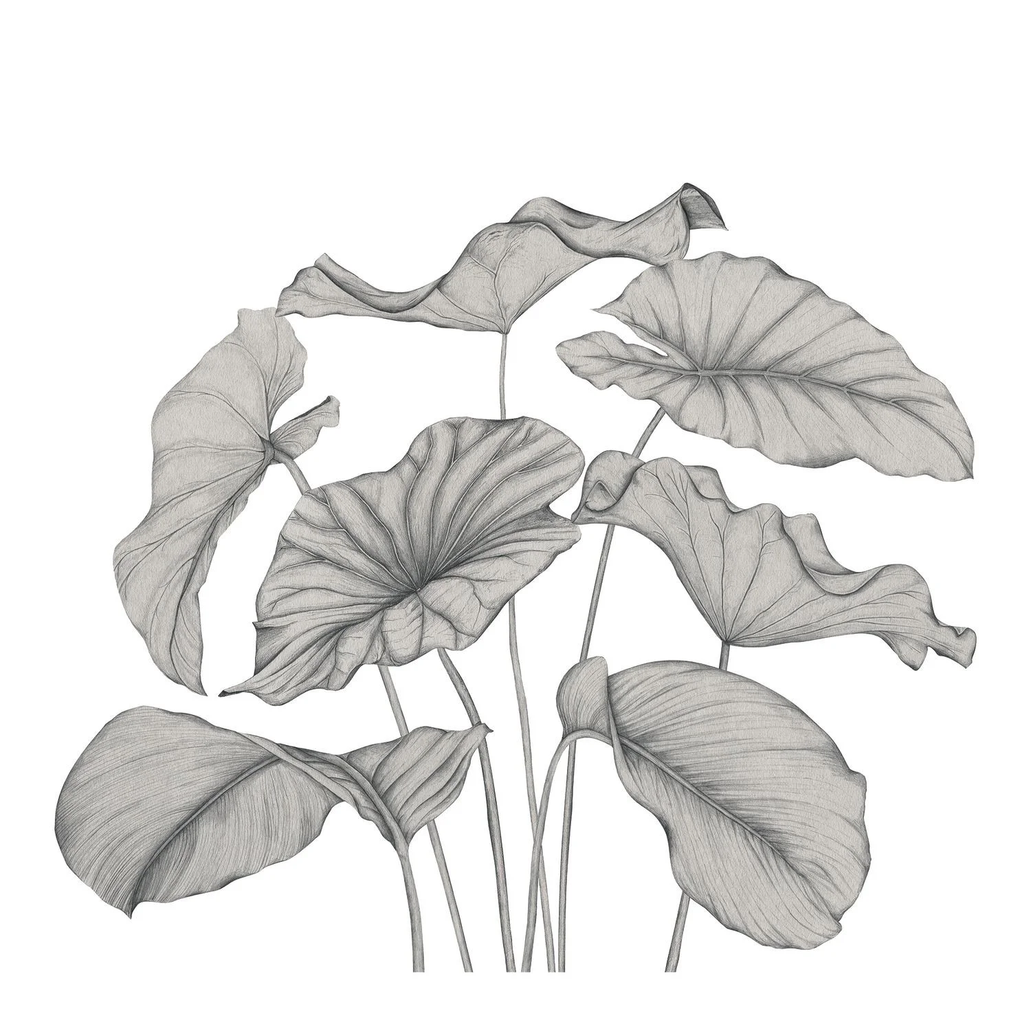 ALOCASIA INTISSE Casadeco, WONDERWALLS 3