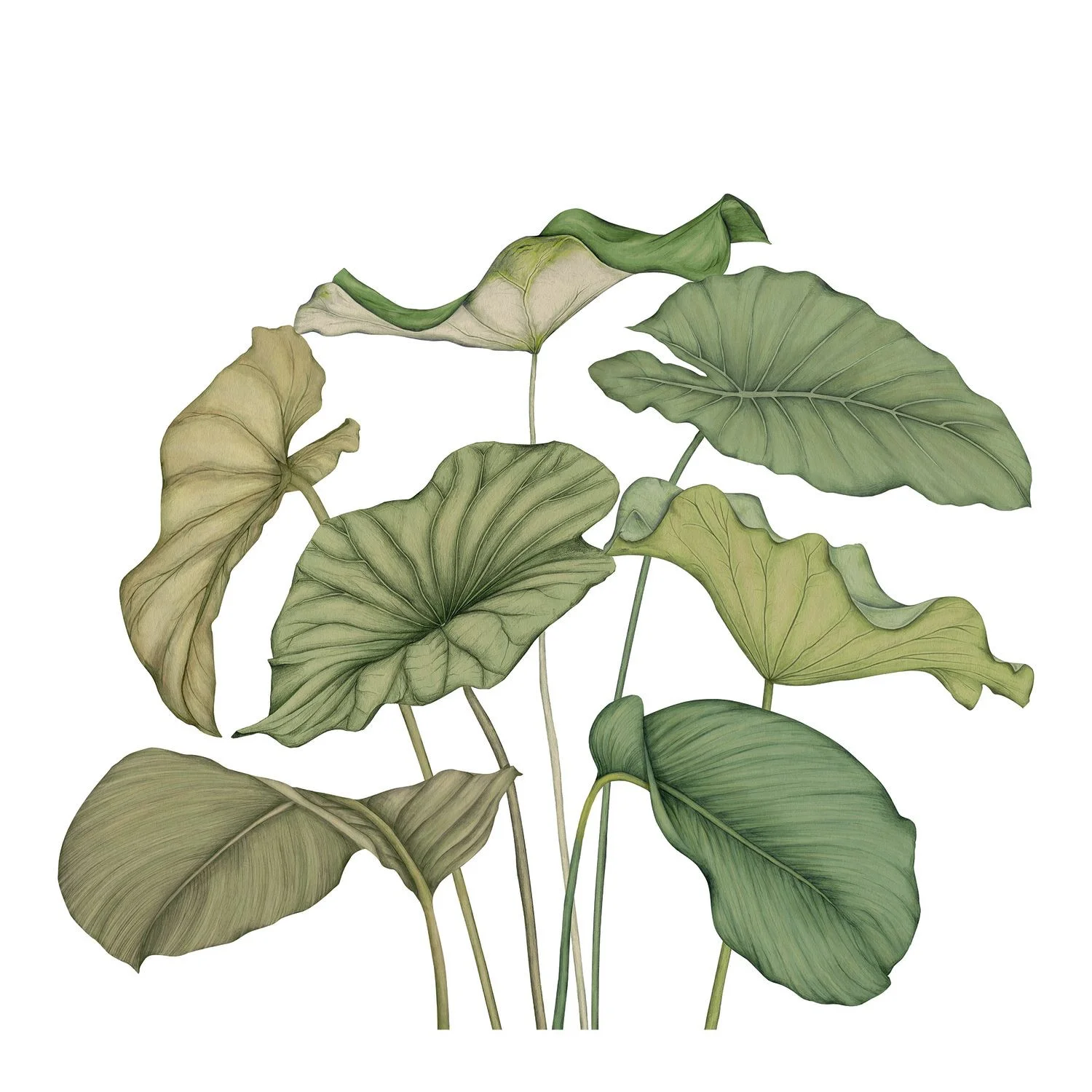 ALOCASIA VINYLE — изображение товара 2