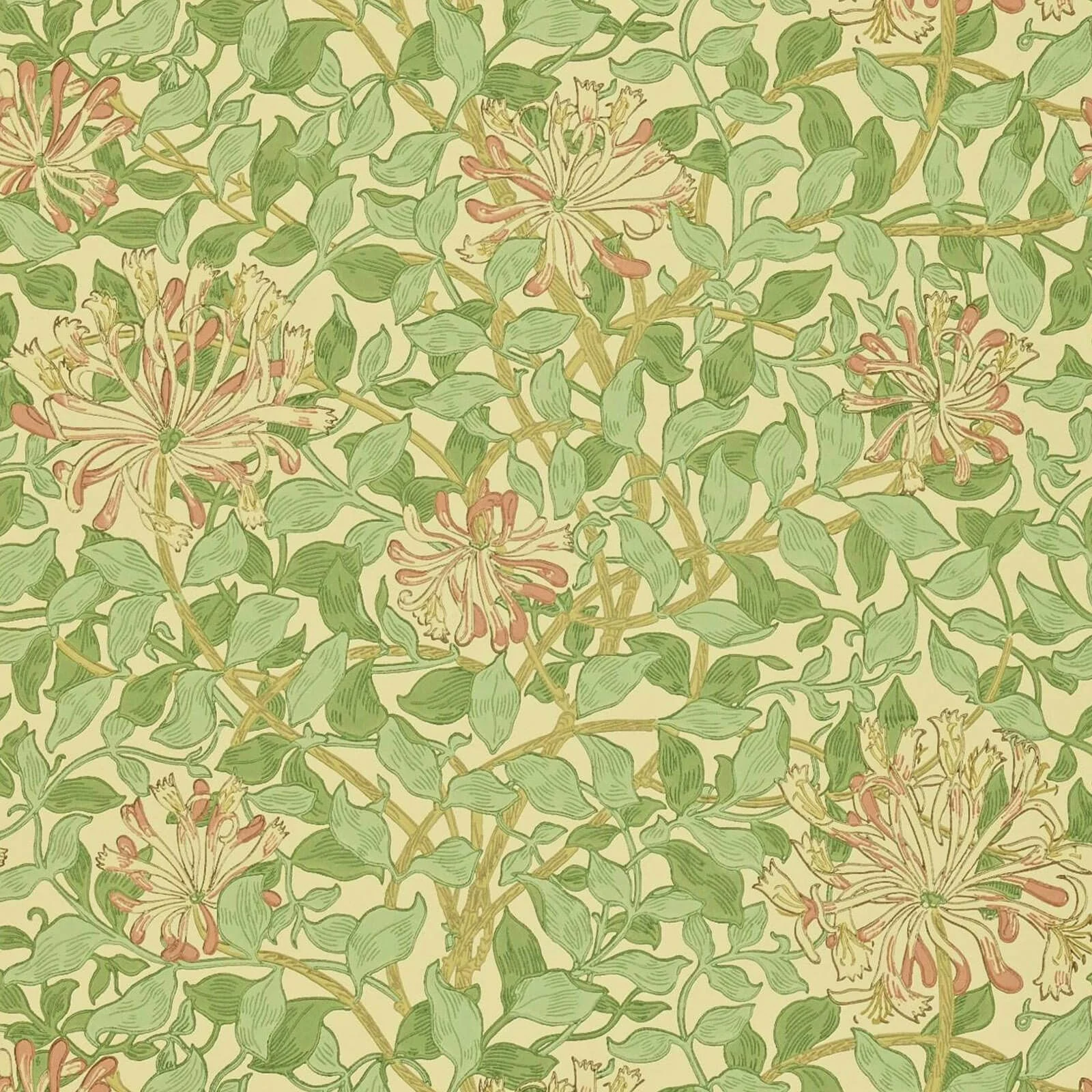 Honeysuckle Morris & Co., Morris & Co