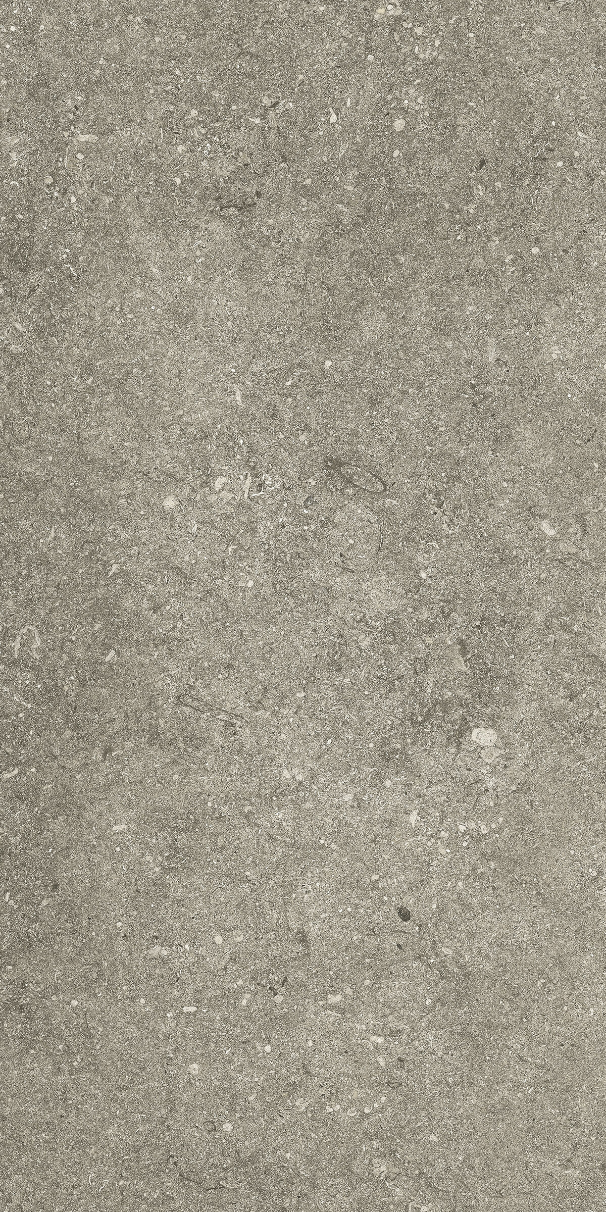 Taupe rett Kronos, Le Reverse