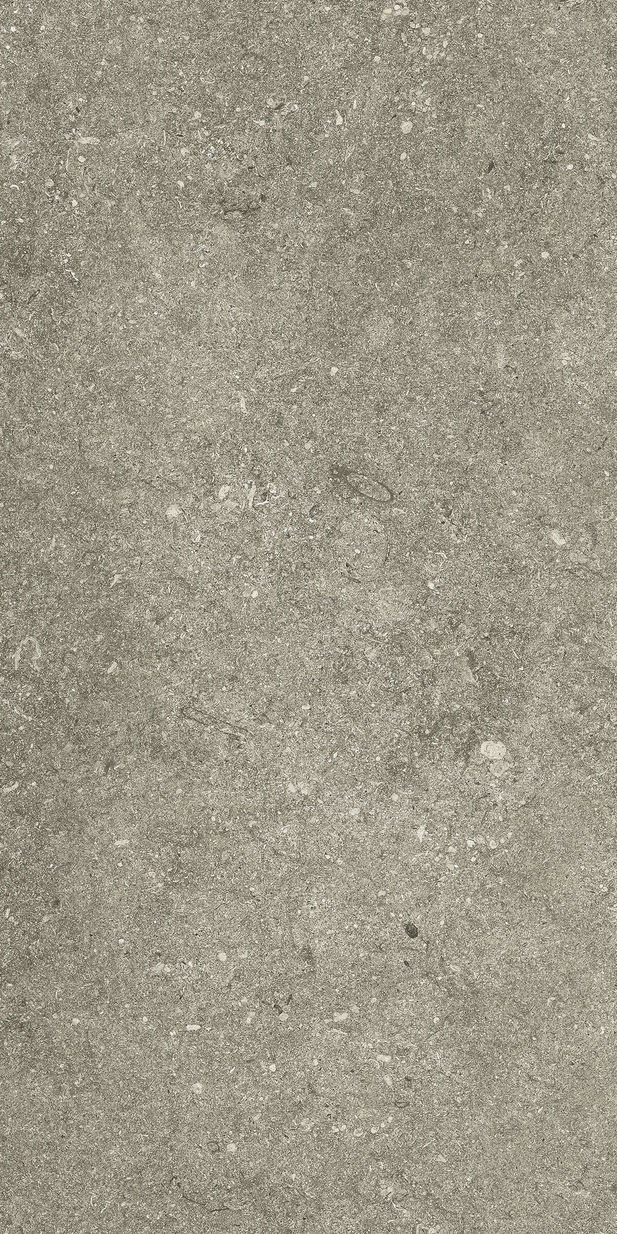 Taupe lapp Kronos, Le Reverse