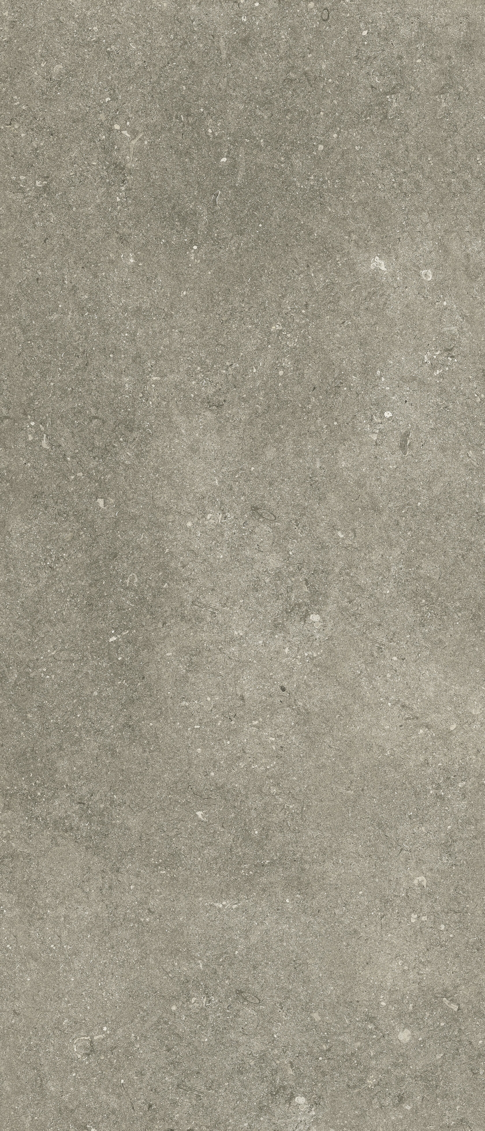 Taupe lapp Kronos, Le Reverse