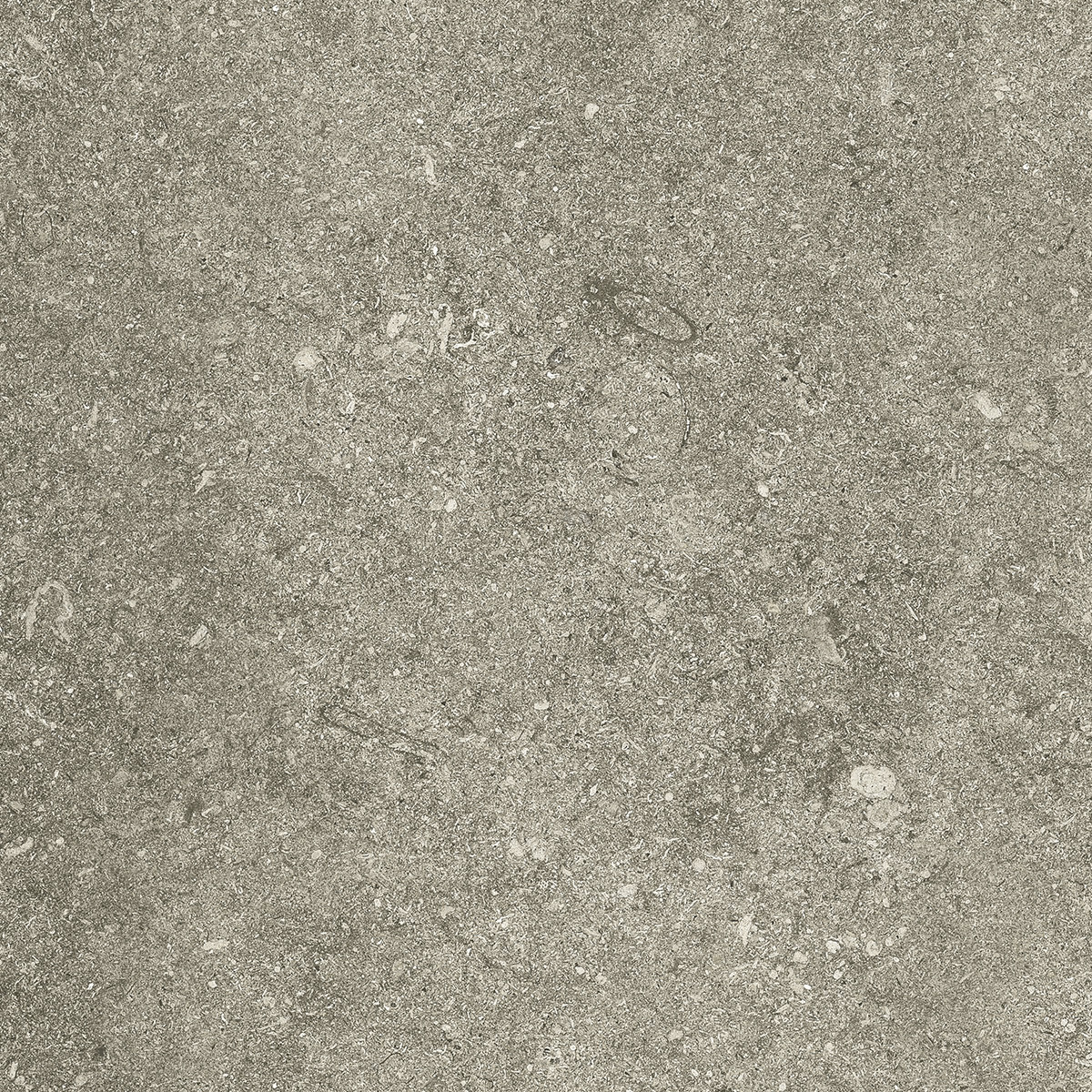 Taupe lapp Kronos, Le Reverse