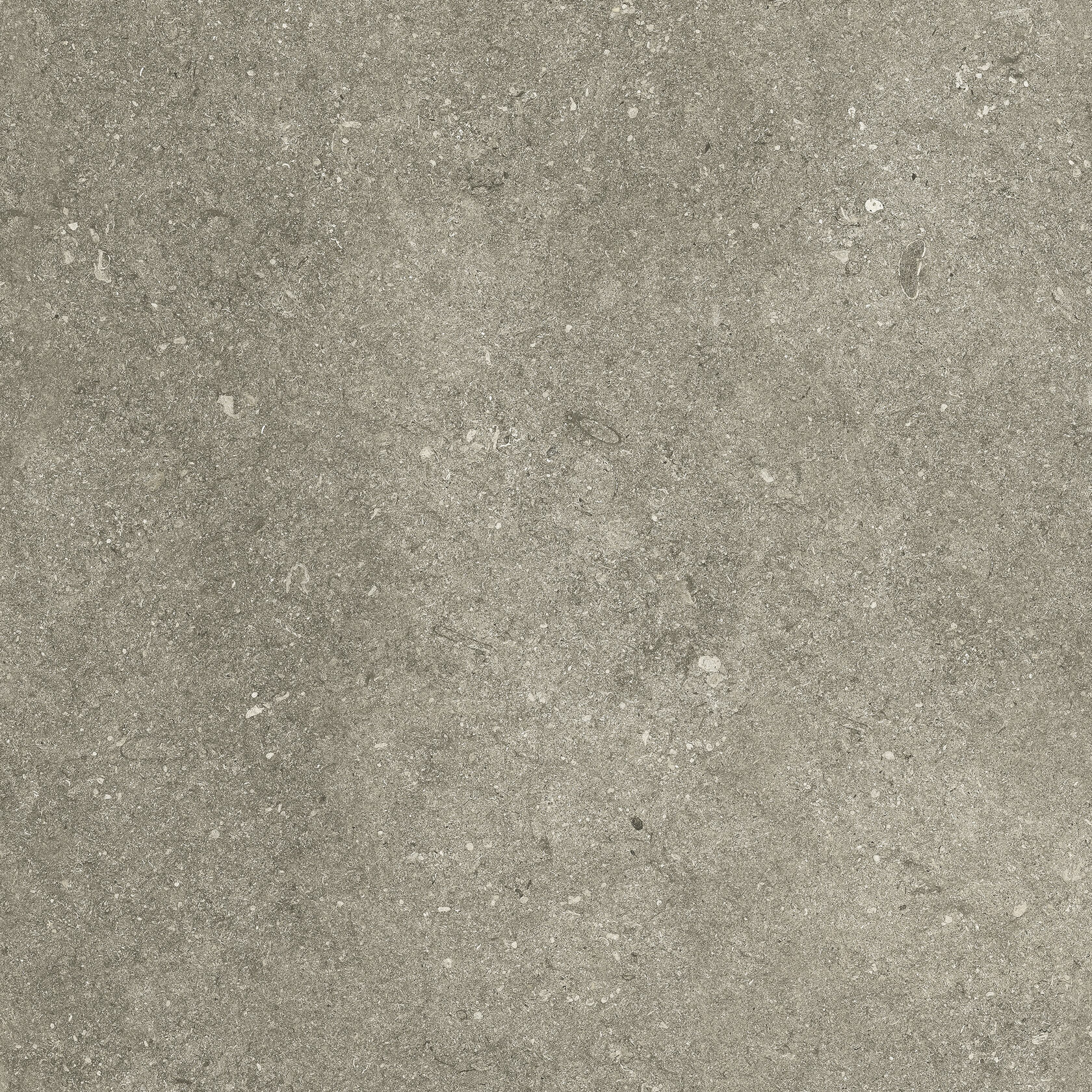Taupe lapp Kronos, Le Reverse