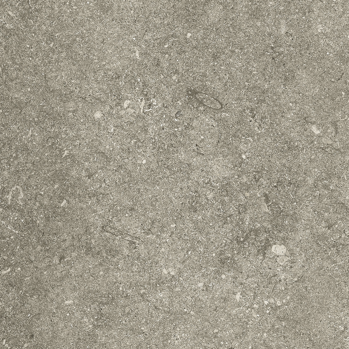 Taupe rett Kronos, Le Reverse