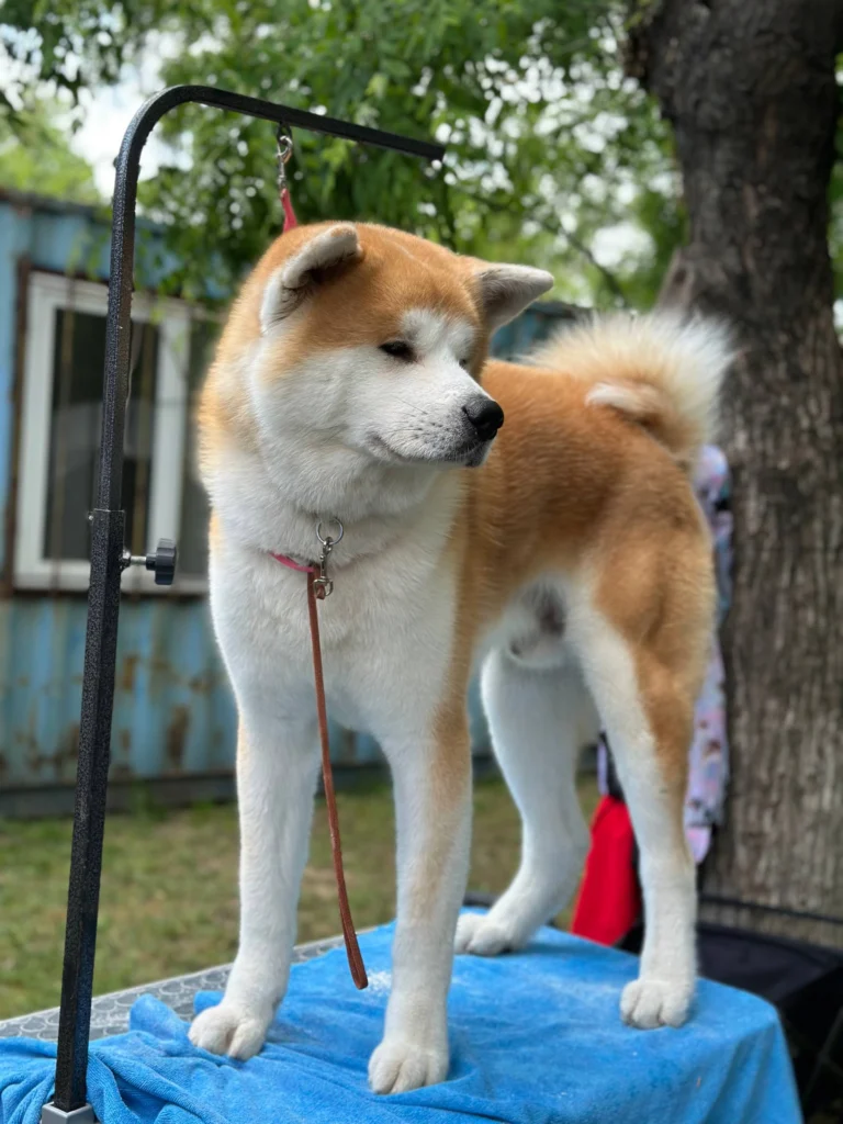 Биография Ксюши Modestal - Андрей, животные и путешествия