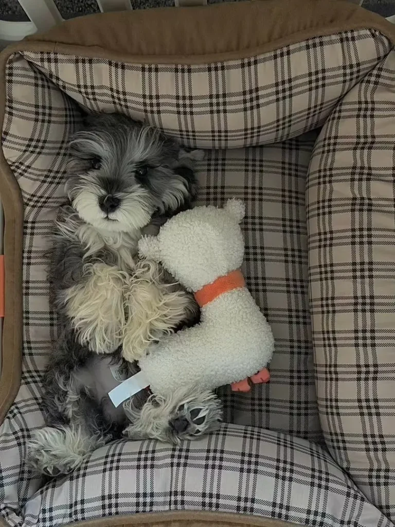 JD Gaming подписала контракт с щенком Дуобао