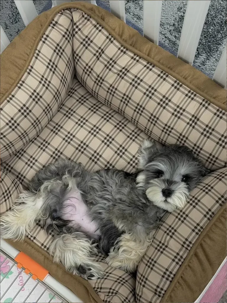 JD Gaming подписала контракт с щенком Дуобао