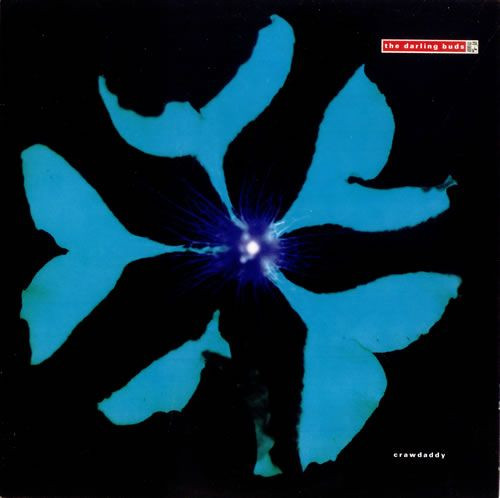 Darling Buds — Crawdaddy