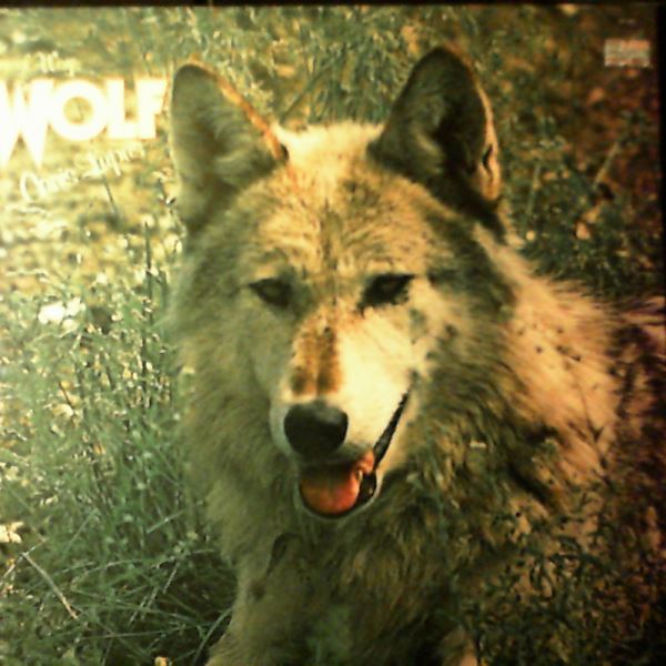 Way's Darryl — Wolf Canis Lupus