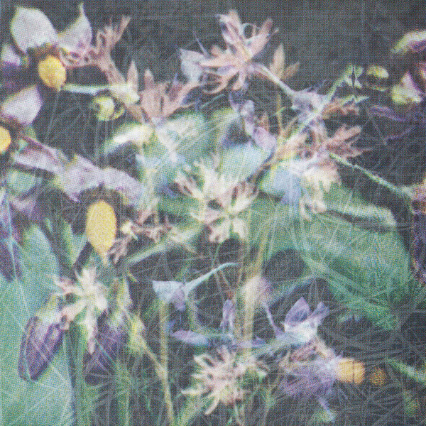 Jas Shaw — Between The Seed And The Timber