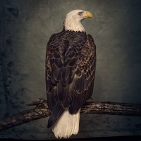 Clutch — Book Of Bad Decisions