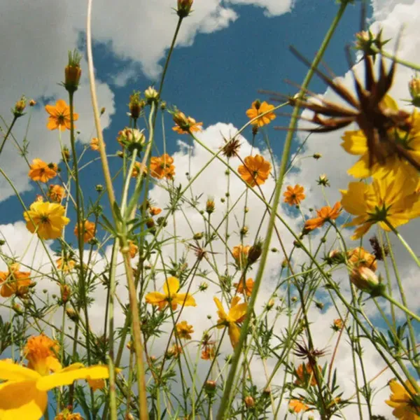Tasha — You Are Spring!